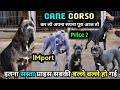 बल्ले बल्ले हो गई Cane Corso At Lowest Price Blue Cane Corso Black Cane 