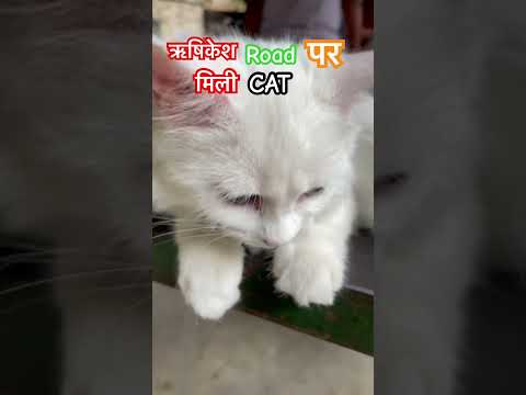 Rishikesh Road par mili Beautiful Cat 🐈‍⬛ #rishikesh #haridwaar #cat #viral #cats