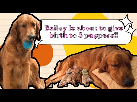 BAILEY IS ABOUT TO GIVE BIRTH: day 51 to day 61!