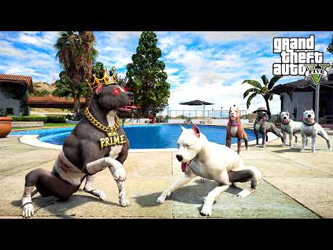 PRIME TERMİNATÖR AMCASI KRATOS'A HADDİNİ BİLDİRİYOR! - GTA 5 PİTBULL'UN HAYATI