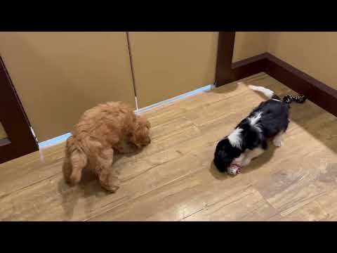 Mini Goldendoodle - 4810 video preview