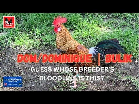 DOM/DOMINIQUE / BULIK | Guess Whose Breeder’s Bloodline Is This?