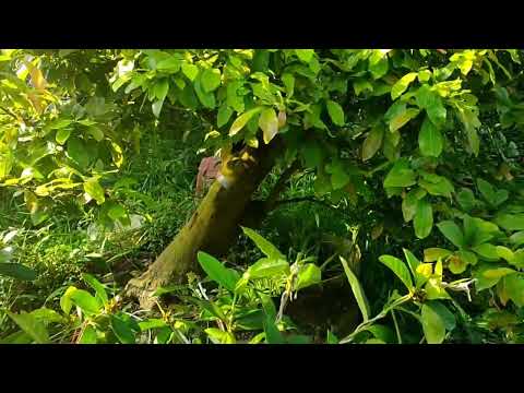 mô hình trồng mai vàng bonsai đạt hiệu quả cao