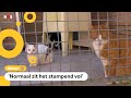 Goed nieuws: dierenasiels hebben bijna geen dieren meer
