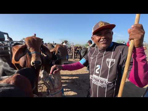 Feira do Gado em Senador Rui palmeira - AL 25 - 11 - 2025 #nordeste