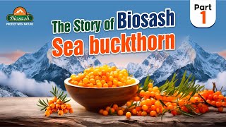 The story of Biosash Seabuckthorn- Part 1