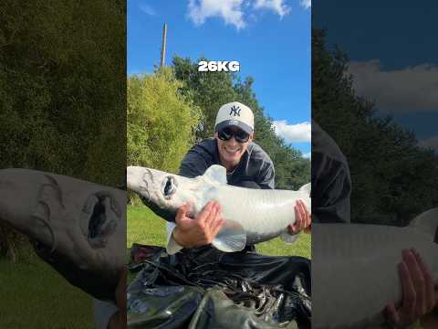 Sturgeon 100g to 26kg😎