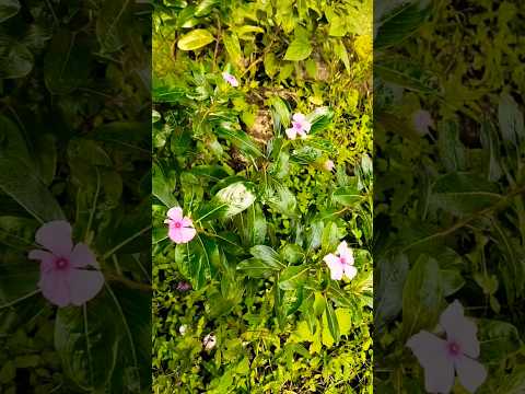 Alllah ko sab se zyada kya cheez pasand#explore#islamicstatus hai#islam#maulanatariqjameel#shorts