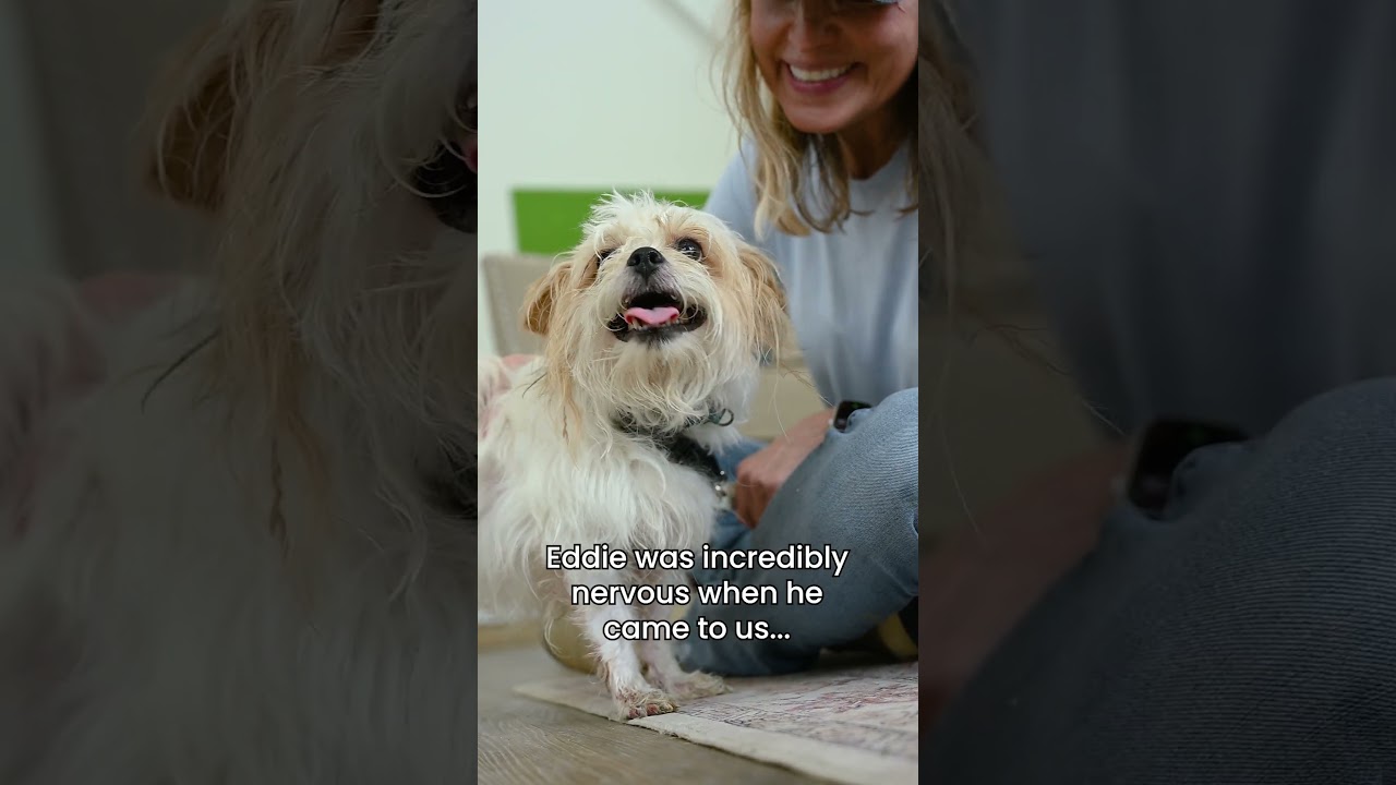 Enlarge Eddie, a Adoptable mixed breed in Chapel Hill, NC video 6/6