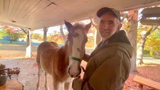 Early Training Session with our new Belgian Filly- Belle!! // Weighing up the Draft Horses #854