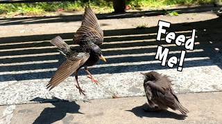 Starling Feeding Baby in NYC