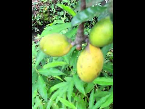 kinkeliba, remède efficace