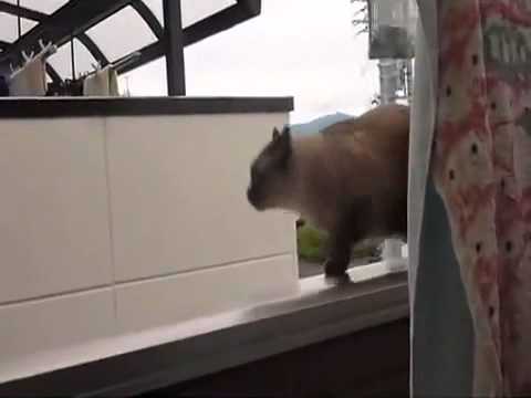 gato idiota jajajaja