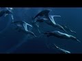 Shark And Dolphin FEEDING FRENZY Nature S Great Events BBC Earth