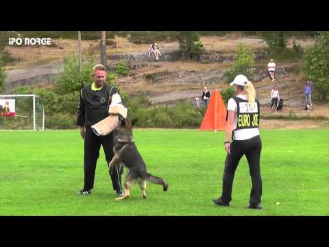 FCI NM IPO 2014 Karen Beathe Hauge Hero av Oddvarg - C