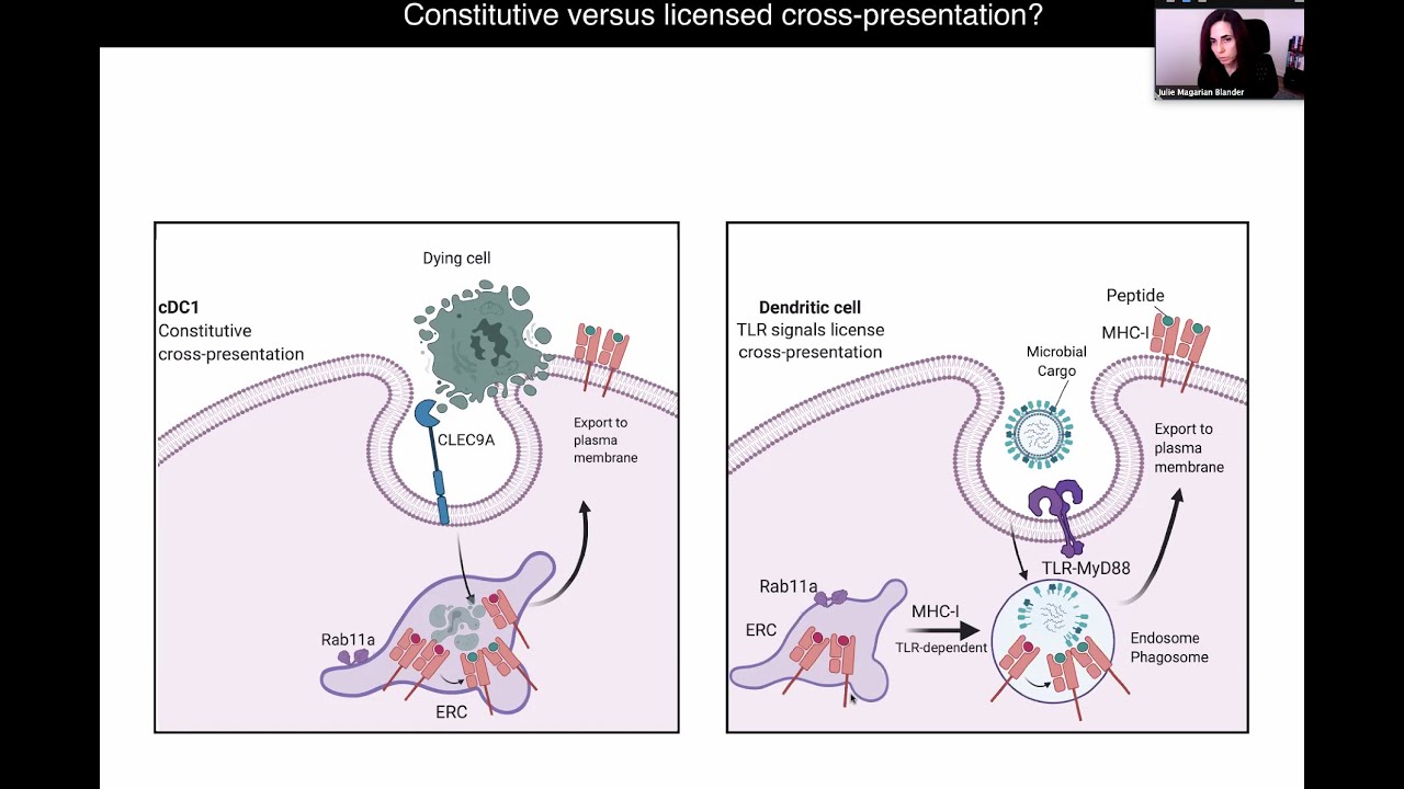 Regulation of the Cell Biology of Antigen Presentation in Dendritic Cells by Dr. Julie Blander - YouTube