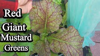 FIRST Fall Brassica Harvest is Here!
