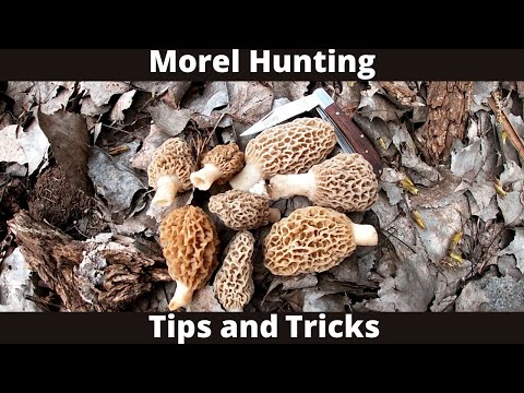 Morel Hunting + Tips and Tricks