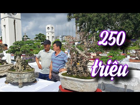 SH.6428. Small ancient Banyan tree, owner quoted price of 250 million at Bac Ninh exhibition.