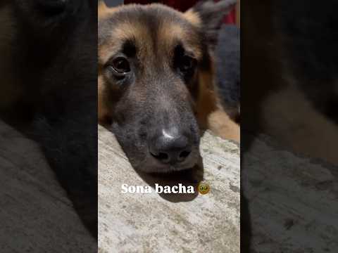 Sona bacha 🥹 #pets #dogvideos #doglover #highlightseveryone