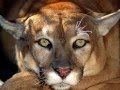 Big Cat Diary theme 3x