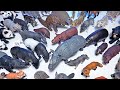 New Wild Animals Black Bear Panda Armadillo Pangolin Aardvark Indian Rhino Wolf Mane Wolf