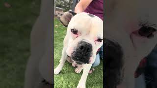Video preview image #1 Boxer-Unknown Mix Puppy For Sale in Pasadena, CA, USA