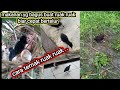 Cara Ternak Burung Ruak Ruak Wak Wak 2022