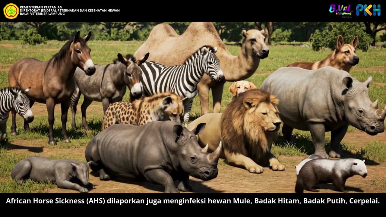 Penyakit African Horse Sickness  AHS  pada kuda