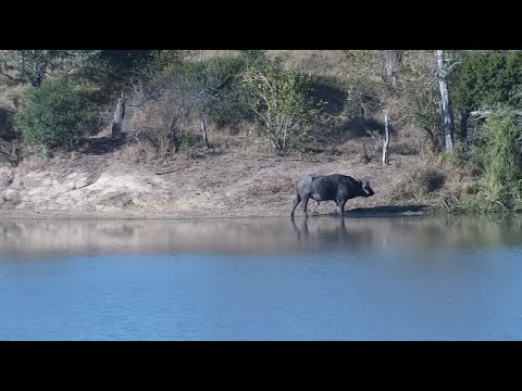 Djuma: Lone Buffalo drinks at the dam - 17:25 - 06/25/2023