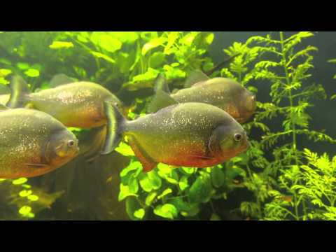 Trommellaute Piranhas