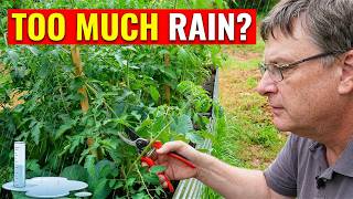 Mississippi Rain Coming: Pruning Tomatoes To Stop Blight
