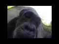 Oregon Zoo Chimp Experiments With GoPro Camera