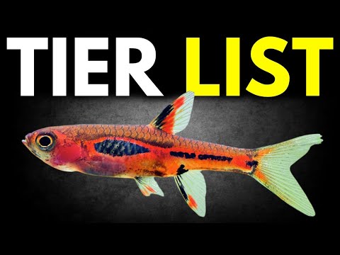 Ranking The BEST Rasboras (Tierlist)