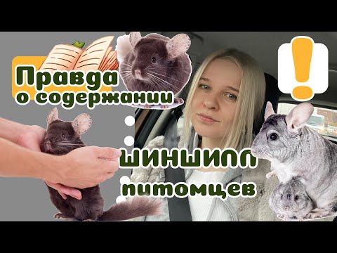 20 вещей, которые надо знать о ШИНШИЛЛЕ, прежде чем завести.