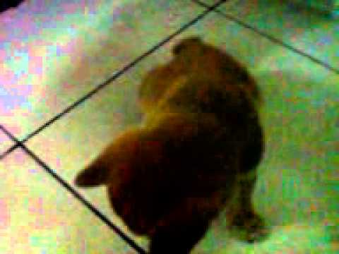 KOYO醬之進去&坐下(原發表者:KuYo麻)(體能訓練)