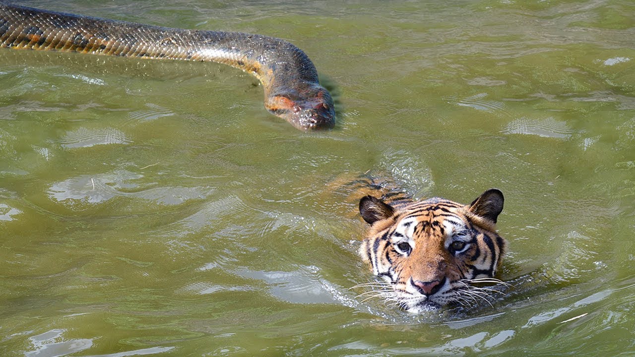 7 BATALHAS DE ANIMAIS GRAVADAS EM VÍDEO 10