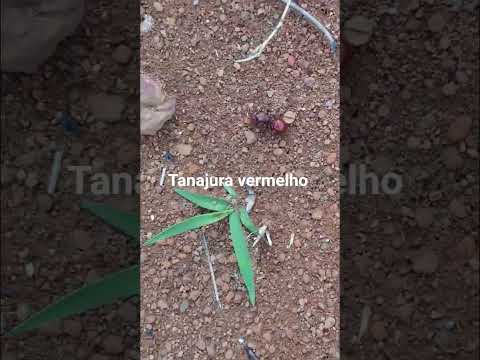 águas lindas de Goiás