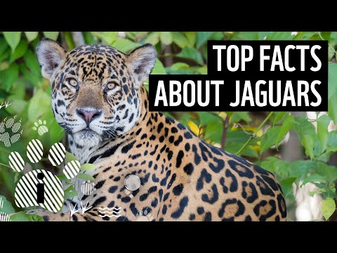 What Does The Jaguar Eat?