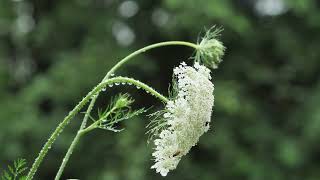 Rainy Day  Nature With Deep Sleep 🌿 Calm & Nature Sound for Stress Release  Relaxin Music #10