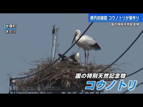 コウノトリを庭に呼び込むにはどうすればよいですか？巣はどうやって作るの？  庭園