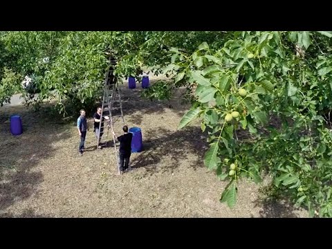 FRAG DEN ULF - Wajos - Walnussernte