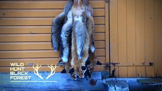 Weiterverarbeitung von Fuchsbälgen - WildHuntBlackForest