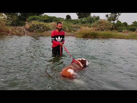st Bernard swim in bhadar river vadag  Jhonny