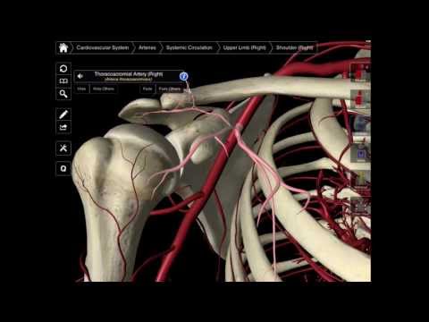 099 The Branches Of The Axillary Artery