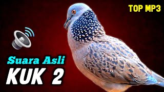 Download lagu Suara Burung Tekukur Gacor Kuk 2 Terbaru Sedang Memanggil Lawan Agar Bunyi mp3 Download lagu Suara Burung Tekukur Gacor Kuk 2 Terbaru Sedang Memanggil Lawan Agar Bunyi mp3