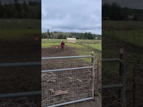 ECHO, an adopted Border Collie in Shelton, WA_image-1