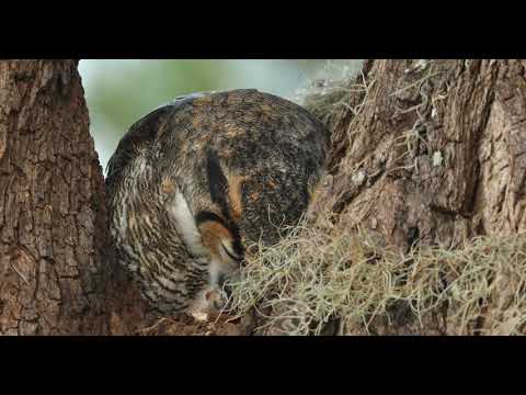 Great Horned owl mom feeding her three day old owlet