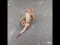 Tik Tok Funny Monkey Videos New Tik Tok Videos Funny Monkey