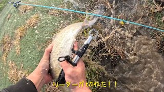 【リーダー切れても怪魚を上手投げ】上海は12月でもたくさん釣れました#fishing #abugarcia #釣り #怪魚 #チャオズイ#スカイゲイザー#アブガルシア ##megabass